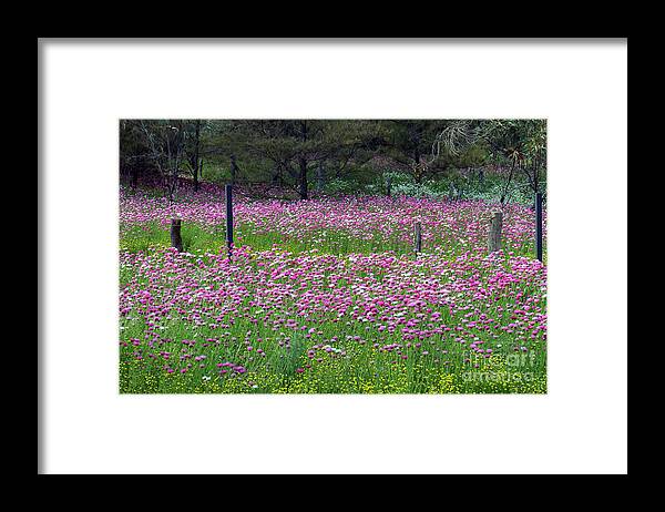 Flowers Framed Print featuring the photograph Everlasting Daisies 2 by Elaine Teague