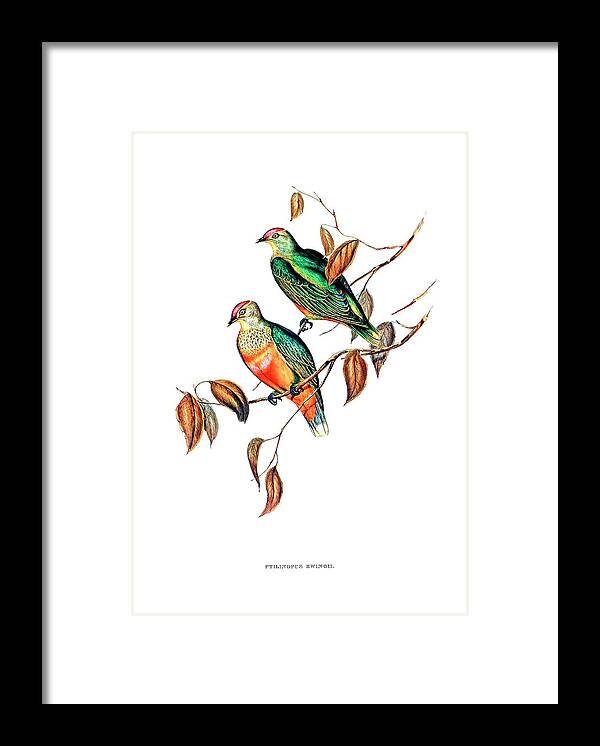 Elizabeth Gould Framed Print featuring the drawing Ewing's Fruit Pigeon by Elizabeth Gould