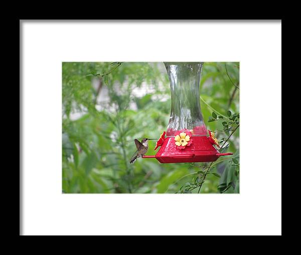 #hummingbird #north #georgia #early #afternoon #meal #wingsbusy Framed Print featuring the photograph Excited Hummingbird by Belinda Lee