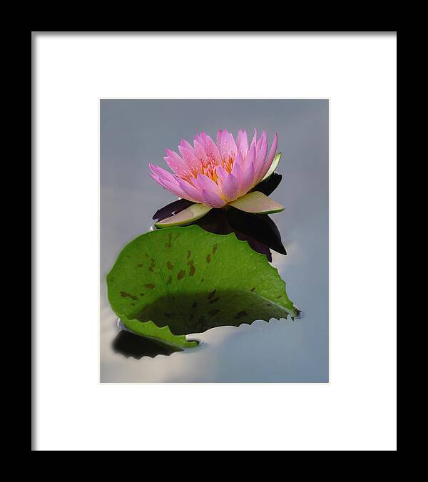 Summer Framed Print featuring the photograph Existing together. by Usha Peddamatham