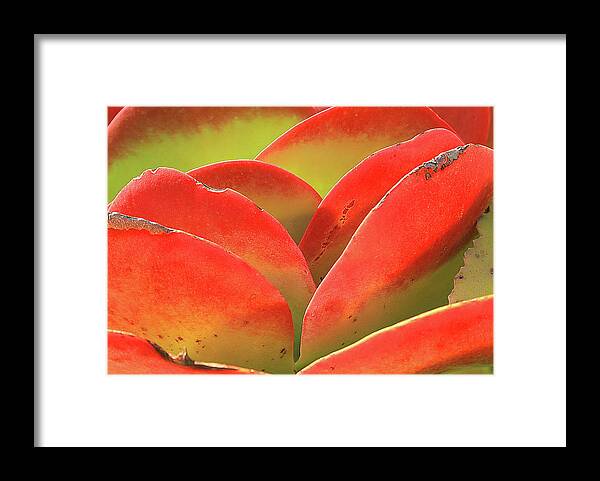 Flower Framed Print featuring the photograph Exotic Succulent by Tina M Daniels  Whiskey Birch Studios