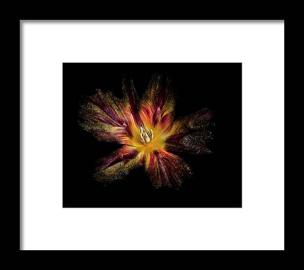 Flower Framed Print featuring the photograph Exploding Tulip by Lori Hutchison