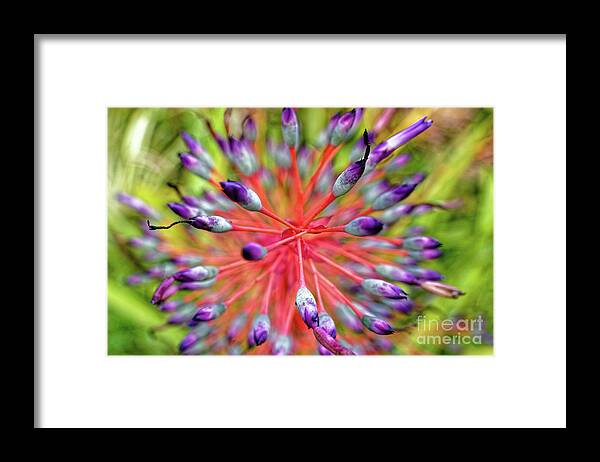 Bromeliad Framed Print featuring the photograph Explosion of Buds by Jo Ann Gregg