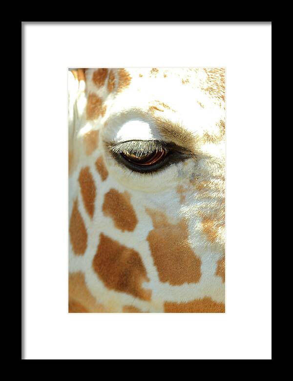 Animal Framed Print featuring the photograph Eye Lashes by Lens Art Photography By Larry Trager