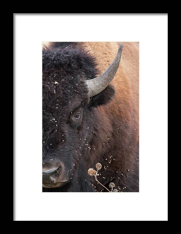 Buffalo Framed Print featuring the photograph Eye of the Bison by TL Wilson Photography by Teresa Wilson