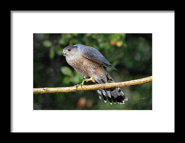 Hawk Framed Print featuring the photograph Eye on the Prize by Dan McGeorge