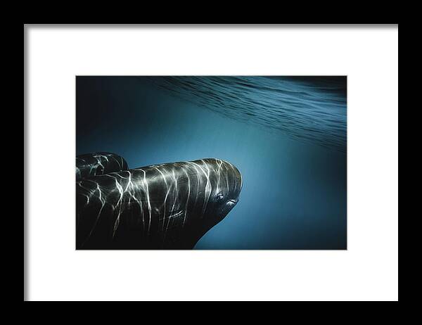 Marinelife Framed Print featuring the photograph Eye to Eye by Sina Ritter