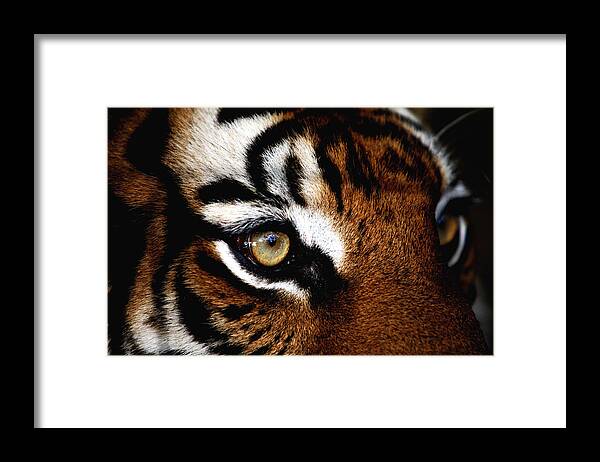 Tiger Framed Print featuring the photograph Eyes of the Tiger by Brad Barton