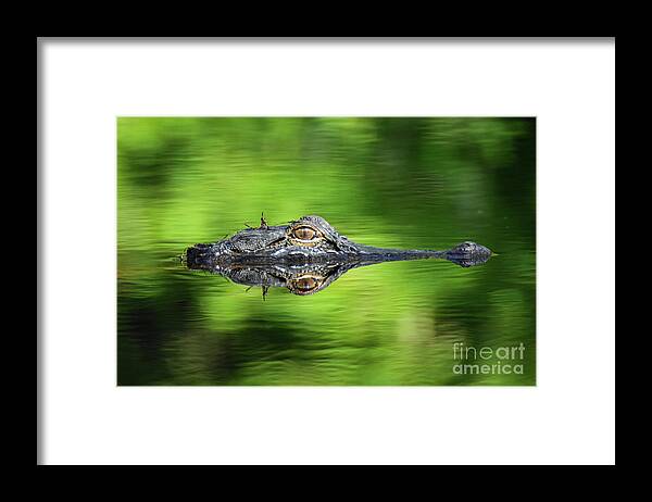 Alligator Framed Print featuring the photograph Gator Head by Ed Stokes