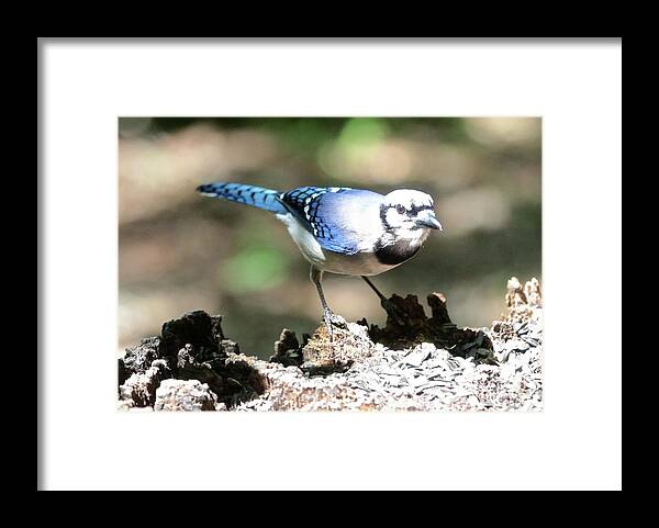 Blue Jay Framed Print featuring the photograph Face to Face Blue Jay by Carol Groenen