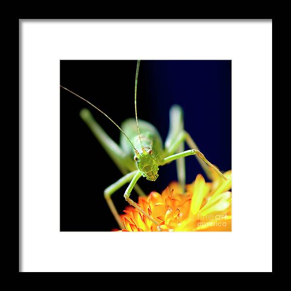 Face To Face Framed Print featuring the photograph Face To Face, Pop-eyed Beauty, by Tatiana Bogracheva