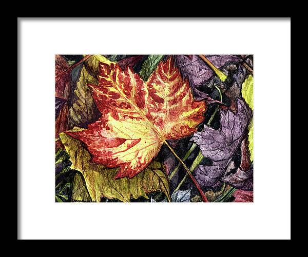 Leaf Framed Print featuring the drawing Fading Beauty by Shana Rowe Jackson