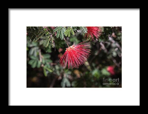 Arboretum Framed Print featuring the photograph Fairy Duster on Bush by Kathy McClure