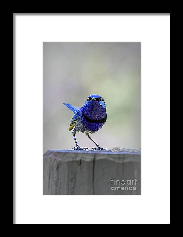 Bird Framed Print featuring the photograph Fairy Wren with Attitude by Elaine Teague