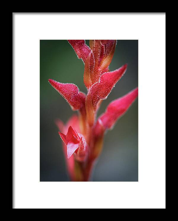 Fakahatchee Beaked Orchid Framed Print featuring the photograph Fakahatchee Beaked Orchid Closeup3 by Rudy Wilms