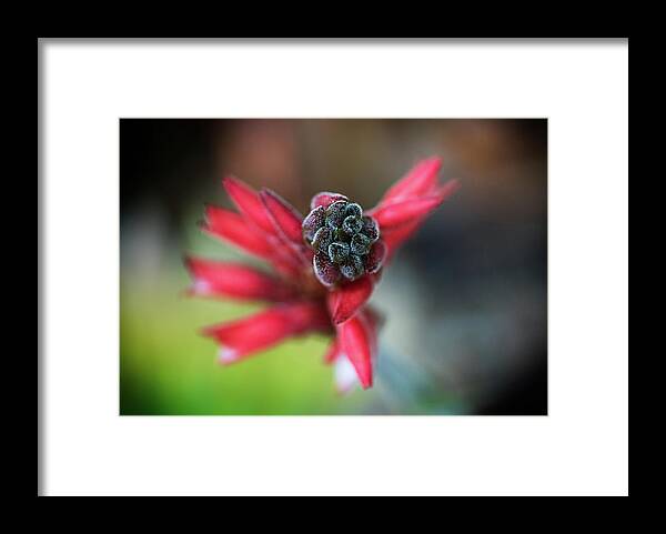 Fakahatchee Beaked Orchid Framed Print featuring the photograph Fakahatchee Beaked Orchid Top View by Rudy Wilms