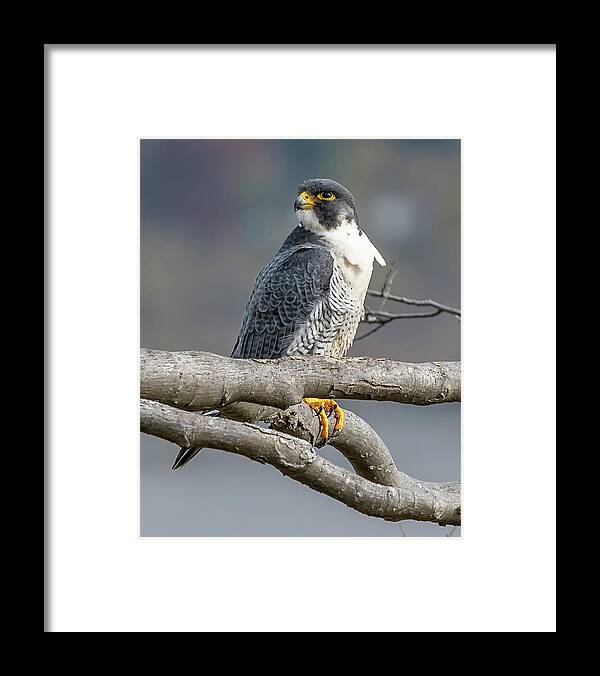 Autumn Framed Print featuring the photograph Falcon in Autumn by Kevin Suttlehan
