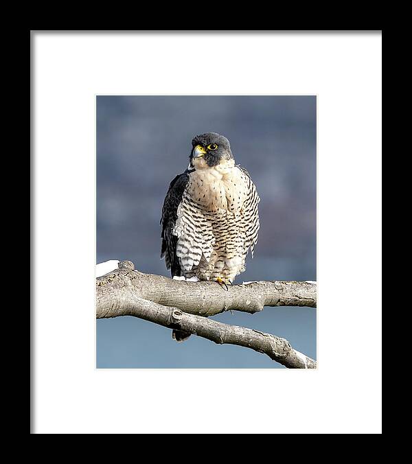 Birds Framed Print featuring the photograph Falcon in Winter-1 by Kevin Suttlehan