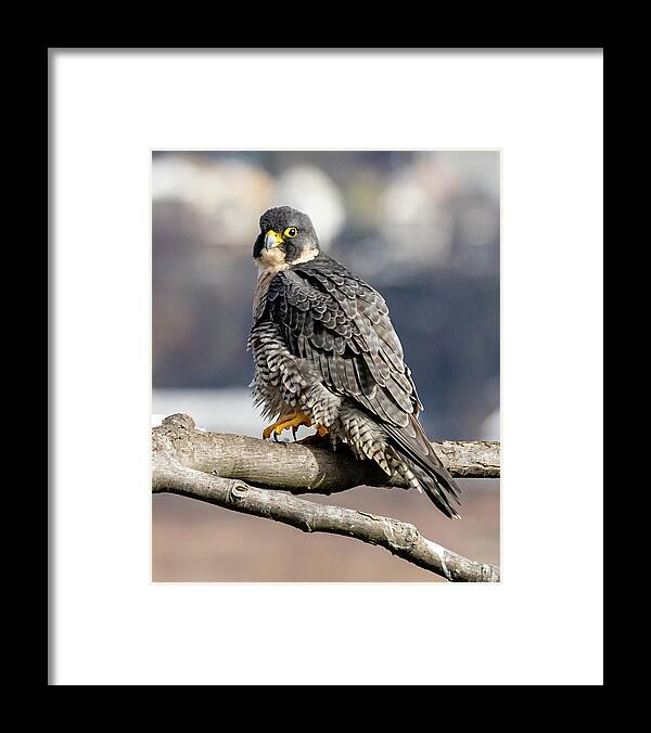 Birds Framed Print featuring the photograph Falcon in Winter-2 by Kevin Suttlehan