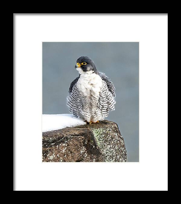 Birds Framed Print featuring the photograph Falcon in Winter-4 by Kevin Suttlehan