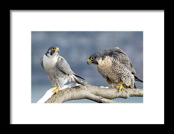 Birds Framed Print featuring the photograph Falcons in Winter by Kevin Suttlehan