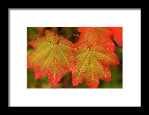 Fall Colors Framed Print featuring the photograph Fall Colors by Cheryl Day
