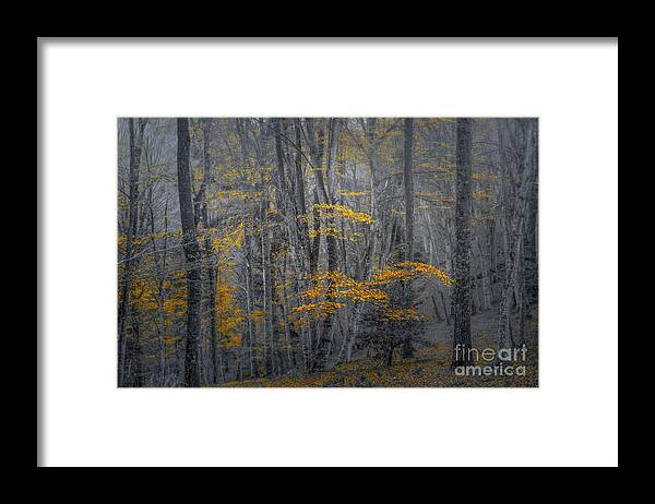Forest Framed Print featuring the photograph Fall colors by Marco Crupi