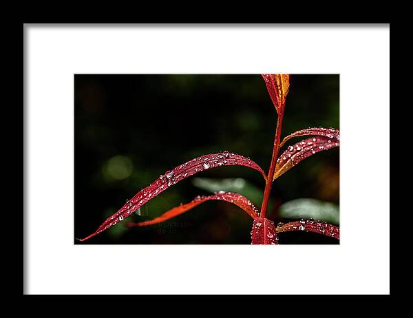 Alaska Framed Print featuring the photograph Fall Diamonds by Fred Denner