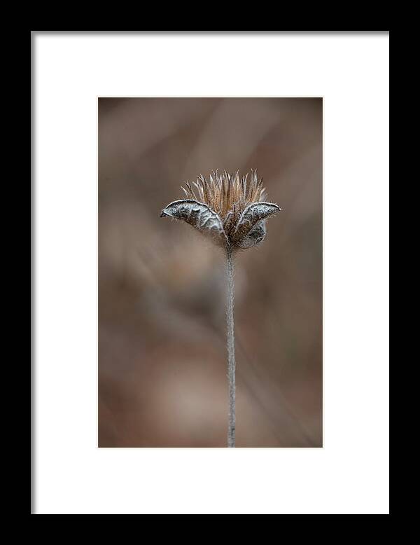Fall Framed Print featuring the photograph Fall Dried Flower And Seeds by Phil And Karen Rispin