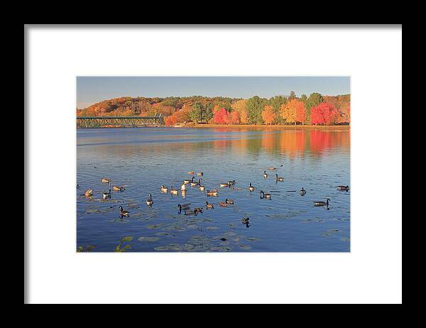Connecticut River Framed Print featuring the photograph Fall Foliage and Waterfowl on the Connecticut River by John Burk