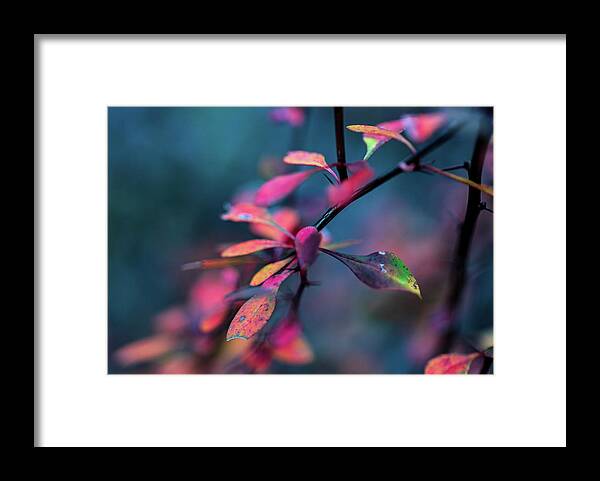 Plants Framed Print featuring the photograph Fall Foliage in the Hudson Valley by Amelia Pearn