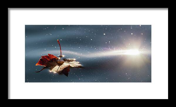 Autumn Framed Print featuring the photograph Fall Leaf Floating by Rachel Morrison