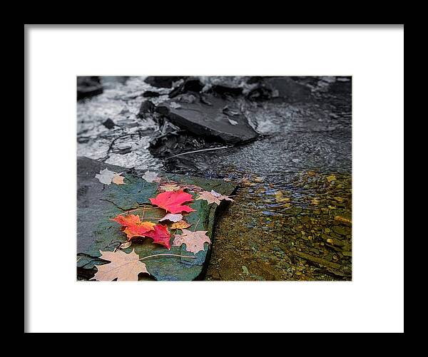  Framed Print featuring the photograph Fall Leaves by Brad Nellis