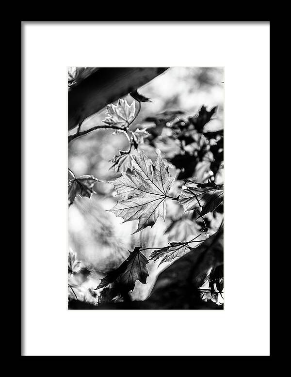 Black And White Framed Print featuring the photograph Fall Light no. 1 by Bruce Davis