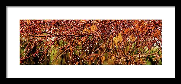 Fall Framed Print featuring the photograph Fall Rain Drops by Pamela Dunn-Parrish
