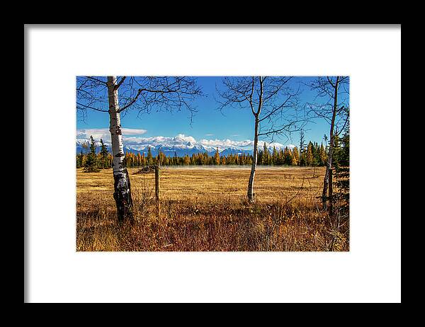 Aspen Framed Print featuring the photograph Fall by Thomas Nay