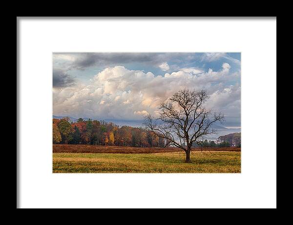  Framed Print featuring the photograph Fall Tree by Jim Miller