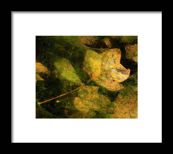 Fall Framed Print featuring the photograph Fall Under Water by Karen Cox