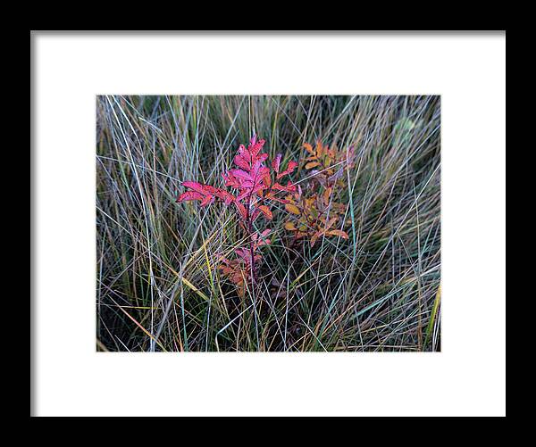 Wild Rose Framed Print featuring the photograph Fall Wild Rose Plant On The Prairie by Karen Rispin