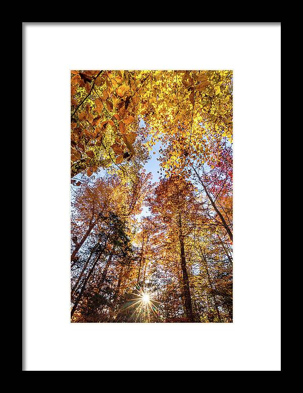 Fall Framed Print featuring the photograph Fall Woods by Rachel Morrison