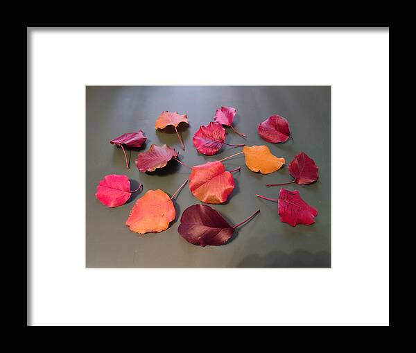 Leaves Framed Print featuring the photograph Fallen Leaves by Allen Nice-Webb