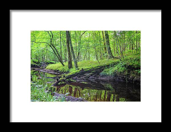 Island Creek Framed Print featuring the photograph Fallen Log at Island Creek - Croatan National Forest - NC by Bob Decker