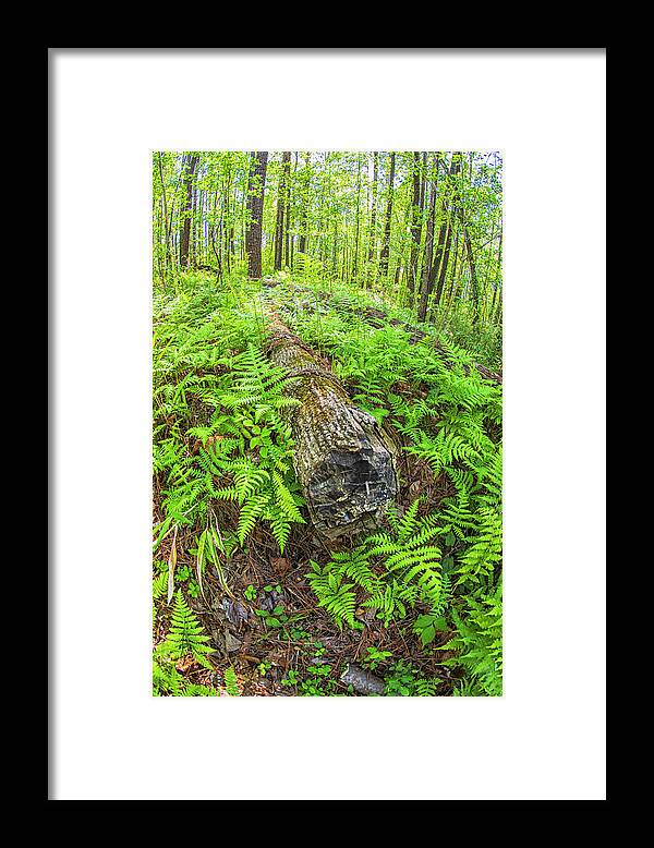 New Bern Framed Print featuring the photograph Fallen Logs Surrounded by Ferns by Bob Decker