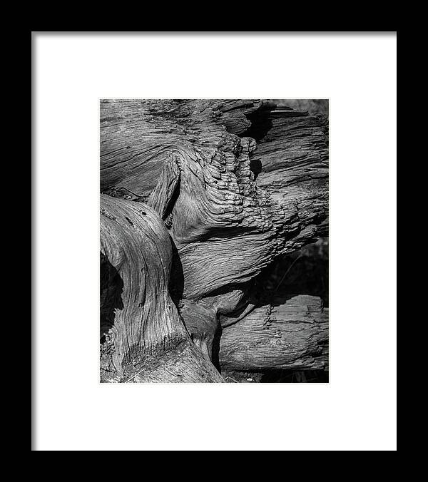 Pine Framed Print featuring the photograph Fallen Pine in Black and White by Alan Goldberg