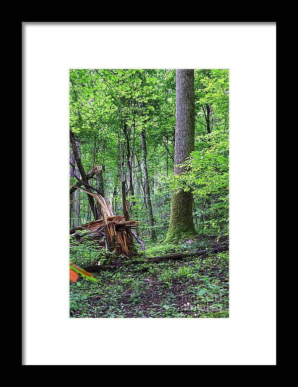 Tree Framed Print featuring the digital art Fallen Tree by Phil Perkins