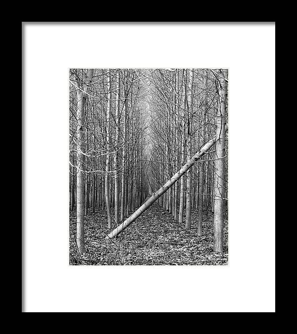 Trees Framed Print featuring the photograph Fallen tree by Stephen Holst