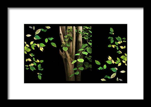 Tree Framed Print featuring the photograph Falling for Spring by Jessica Jenney