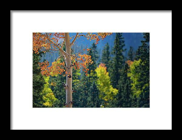 Colorado Framed Print featuring the photograph Falling Leaves by David Downs