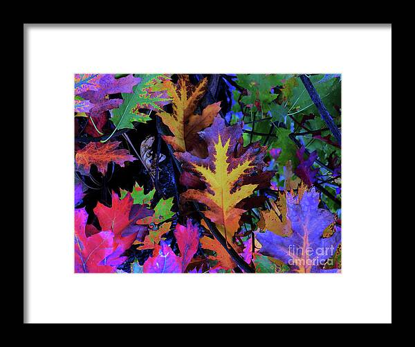 Sweetgum Framed Print featuring the photograph Falls Colors by Scott Cameron