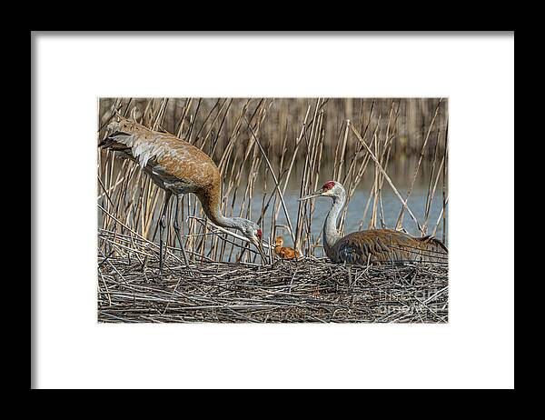 Sandhill Framed Print featuring the photograph Family by Amfmgirl Photography